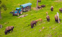 Hemsida: Gate Bisonfarm
